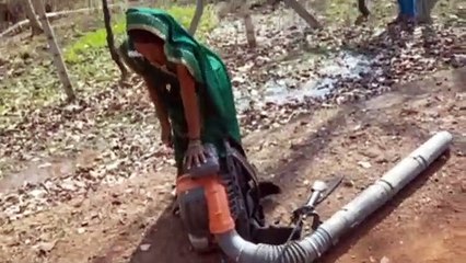 वन विभाग