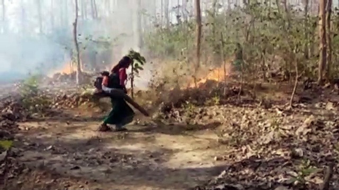 वन विभाग