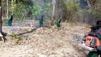 वन विभाग