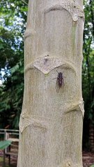 Serangga langka dan hampir punah