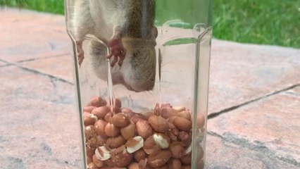 Hasty chipmunk gets caught in a cookie jar after human left it unattended