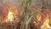 अम्बेडकरनगर: अज्ञात कारण से लगी आग, एक बीघा गन्ना फसल जलकर हुए खाक