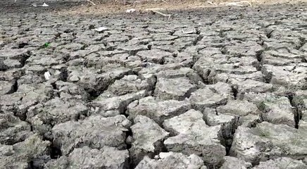 তীব্র তাপপ্রবাহে বাঁকুড়ায় প্রকৃতি বদলাচ্ছে রূপ | Oneindia Bengali