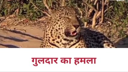 बिजनौर: गुलदार के हमले में किशोरी घायल, फैली दहशत