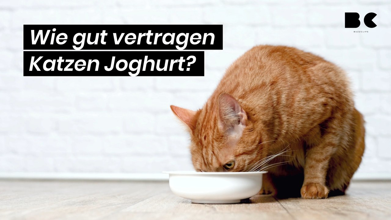 Wie gut vertragen Katzen Joghurt?