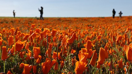 Dazzling ‘super bloom’ captured in California’s Antelope Valley