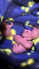 These Babies When They Grow Up  The Dodo