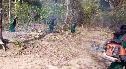 जंगल को आग की लपटों से बचा रहीे छत्तीसगढ़ की  ये महिलाएं