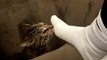 Feline Gives Stank Face After Smelling Sock