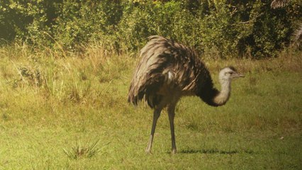 Escaped Emu Leads Police On 20 Mile Chase In Tennessee