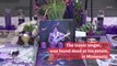 This Day in History: Prince Dies