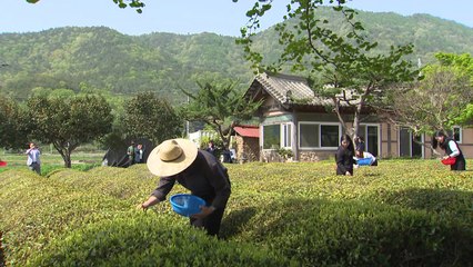 보성 세계 차 엑스포 D-7...에어쇼도 보러 오세요! / YTN