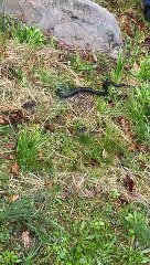 Attempting to Rescue a Snake