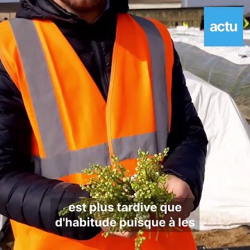 Allonnes : la cueillette du muguet a démarré chez Bigot Fleurs