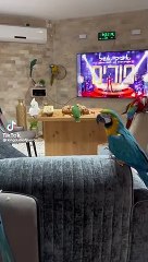 Red macaw blue macaw parrots