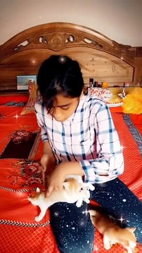 Cute Cat videos|#shorts #viralshorts #youtubeshorts