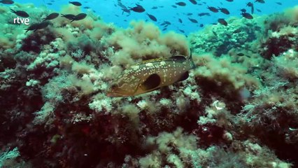 Menorca, Reserva de la Biosfera