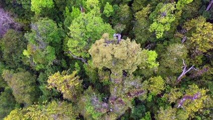Un milenario alerce chileno clave para la adaptación frente al cambio climático