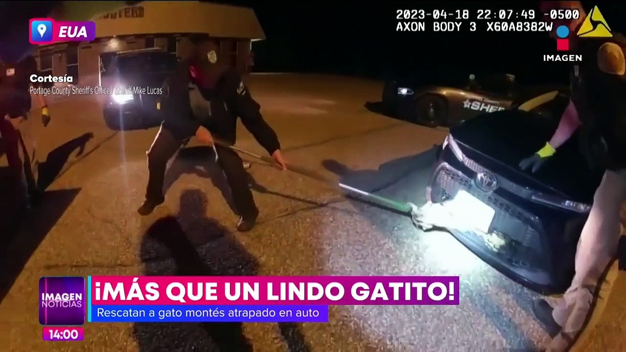 Así fue rescatado un gato montes atrapado en un auto
