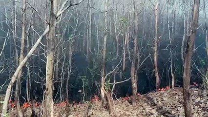 बांसवाड़ा : वन क्षेत्र धधके,मची अफरा तफरी