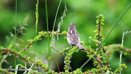 Funny Animal Sounds_ Zebra, Leopard, Giraffe, Panda, Dog, Tiger, Elephant,... _ Cute Little Animal (2160p_30fps_AV1-128kbit_AAC)