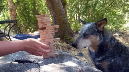 Kronos the Australian Cattle Dog Masters Jenga