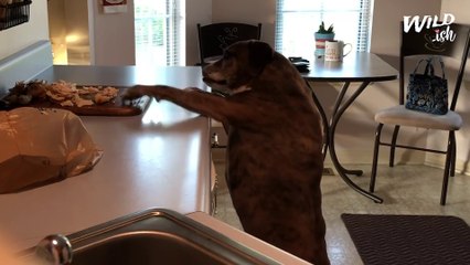 Sneaky Dog Steals Dinner From Counter When Nobody Is Looking | Wild-ish TV