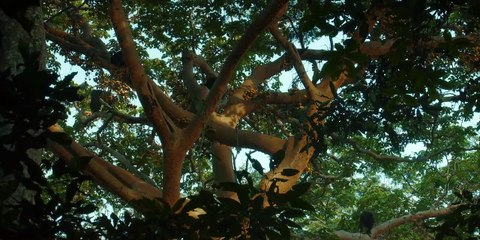 Chimp Empire (2023) Episode 1: The Rise of a Dominant Clan 🐒