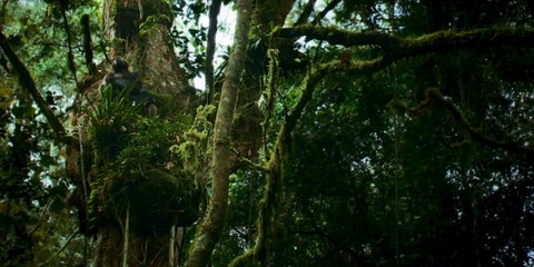 Chimp Empire (2023) - Episode 03 | Hindi | Fascinating Wildlife Documentary 🐒