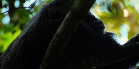 Chimp Empire (2023) - Episode 04 | Hindi ORG