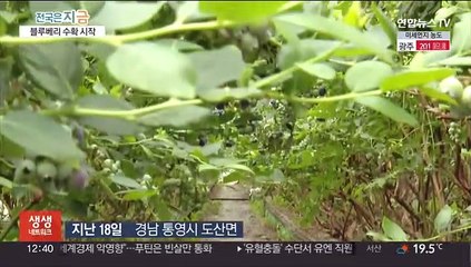 통영 블루베리 맛·식감 '일품'…전국서 인정