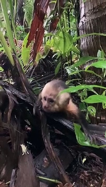 Baby Monkey