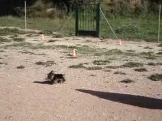 Bambou rapporte l'haltère