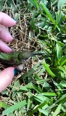 Reviving a Dazed Humming Bird after Window Collision