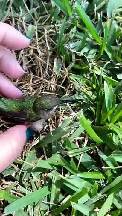 Reviving a Dazed Humming Bird after Window Coll...