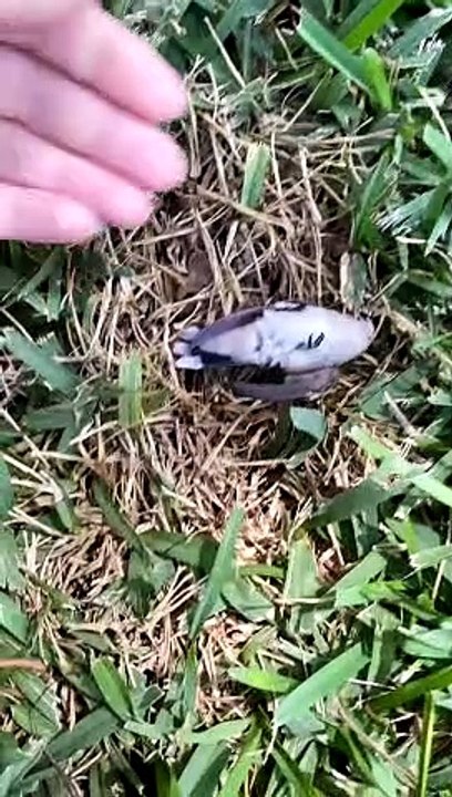 Reviving a Dazed Humming Bird after Window Collision