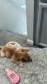 Puppy With Swimmer Syndrome Slides on Carpet