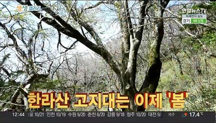[생생갤러리] 한라산 고지대는 이제 '봄' 外
