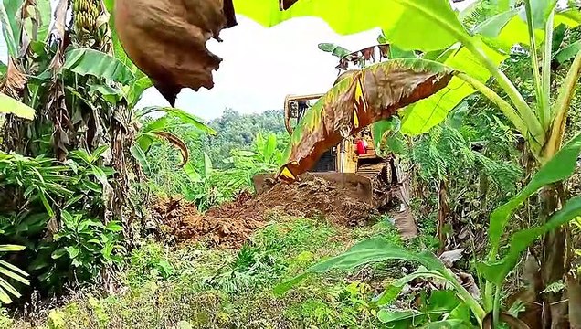 Bulldozers Work Very Well, Paving New Ground for Banana Plantations || Bulldozer D6R XL