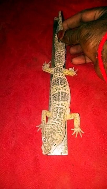 i need this if you found contact me