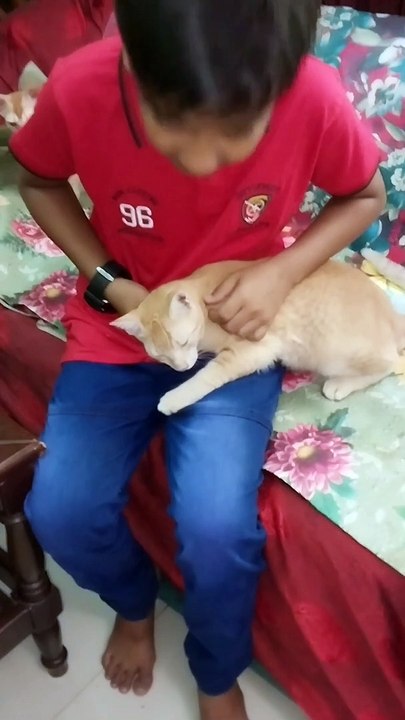 Funniest cat videos |#shorts #viralshorts #youtubeshorts