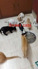 Street cat videos |#shorts  #viralshorts  #youtubeshorts