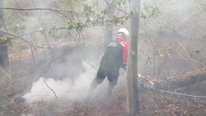 충남 태안 야산에서 산불...40분 만에 주불 진화 / YTN