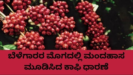 ಕೊಡಗು: ಇಂದಿನ ಕಾಫಿ ಧಾರಣೆ ಹೀಗಿದೆ ನೋಡಿ..