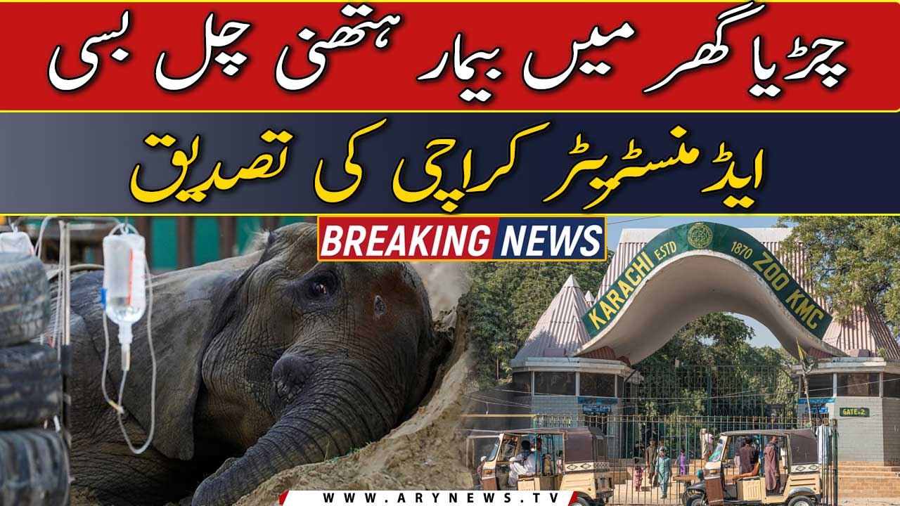 Ailing elephant Noor Jehan breathes her last at Karachi Zoo - video