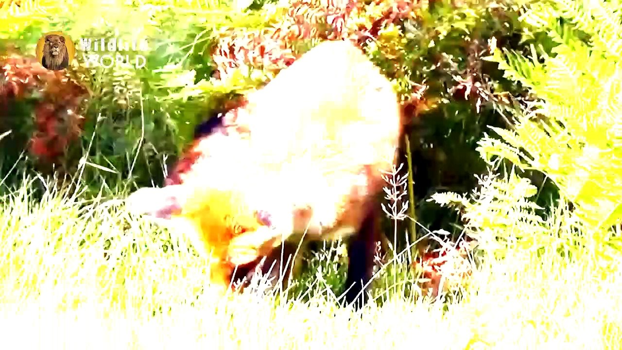 Eagles captures a Goat _ Amazing Raptors and Eagle Attacks _ Eagles vs Monkey, Fox and Snake