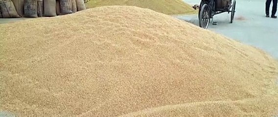 मंडियों में अच्छी आवक--गेहूं खरीद ऑनलाइन शुरू,सहमति बनी,गतिरोध टूटा