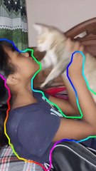Funniest cat videos |#shorts #youtubeshorts #viralshorts