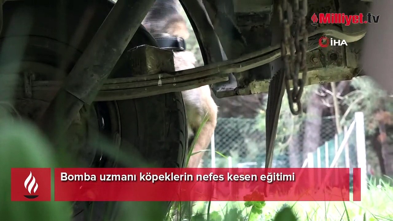 Bomba uzmanı köpeklerin nefes kesen eğitimi