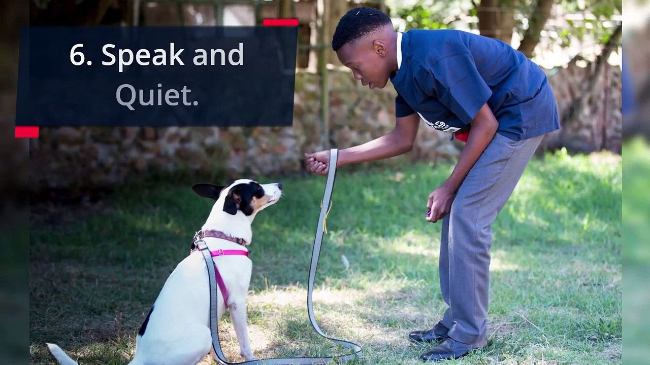 Basic Dog Training – TOP 7 Basic Commands Every Dog Must Know!